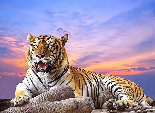 馬來西亞有老虎嗎【馬來西亞發現野生老虎蹤跡當局公開照片光明網拍下罕見一幕】