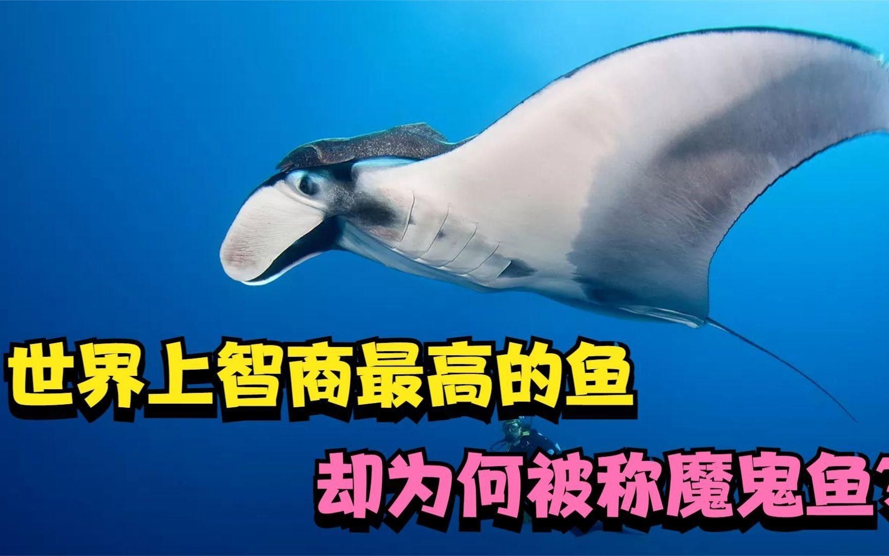 魔鬼魚對人類友好嗎【世界上智商最高的魚，人類最溫和的伙伴】