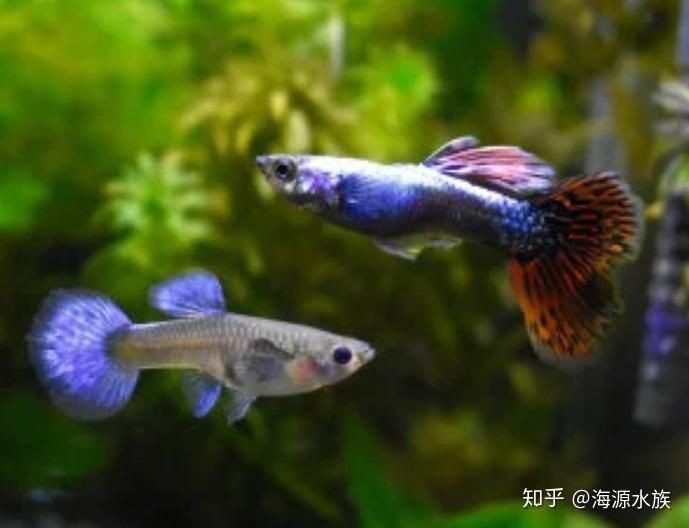 孔雀魚有毒嗎【喜歡孔雀魚的注意了,這幾點你需要清楚!】