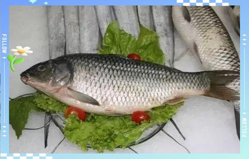 孔雀魚有毒嗎【喜歡孔雀魚的注意了,這幾點你需要清楚!】