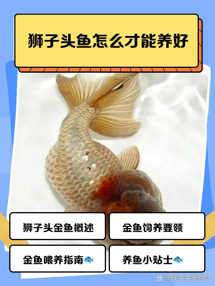 國獅紅獅頭魚好養嗎【國獅紅獅頭魚好養嗎，獅子頭金魚好養嗎,】