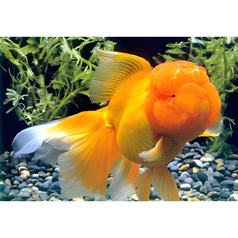 國獅紅獅頭魚好養(yǎng)嗎【國獅紅獅頭魚好養(yǎng)嗎，獅子頭金魚好養(yǎng)嗎,】