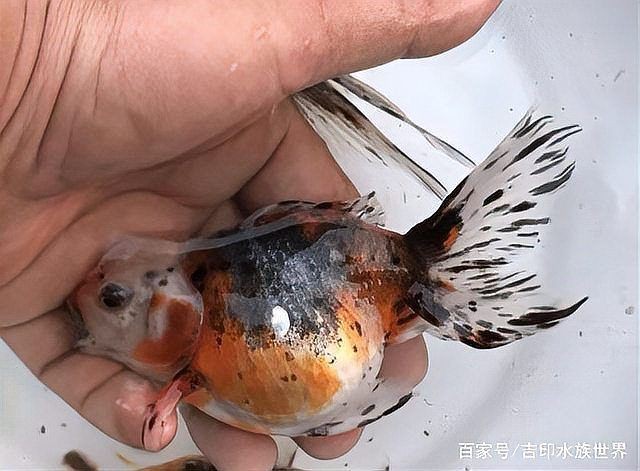 魚病的10種癥狀圖片【觀賞魚常見疾病10種典型癥狀及治療方法】 魚病的10種癥狀圖片【觀賞魚常見疾病10種典型癥狀及治療方法】 龍魚百科 第1張