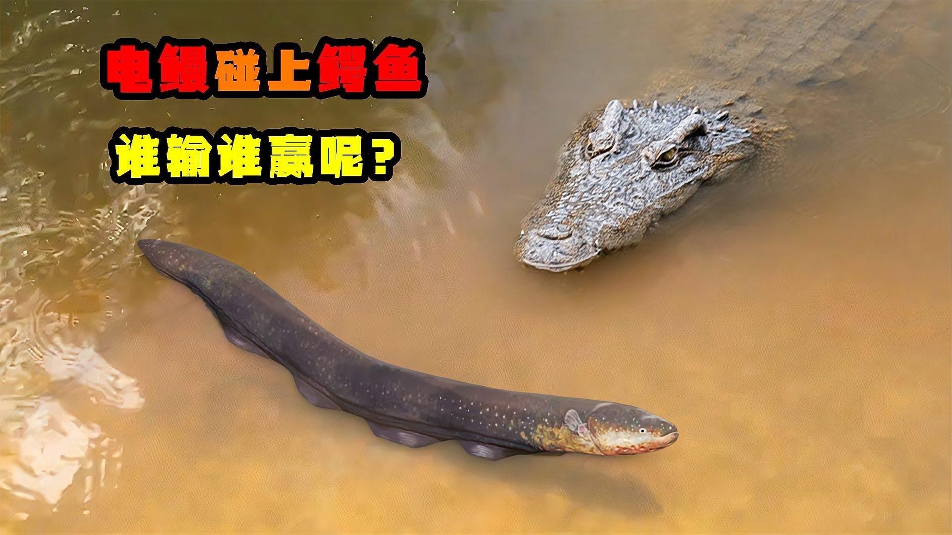 電鰻和鰻魚有什么區別【電鰻與鰻魚有什么區別三分情報電鰻與鰻魚有什么區別】 電鰻和鰻魚有什么區別【電鰻與鰻魚有什么區別三分情報電鰻與鰻魚有什么區別】 龍魚論壇 第7張