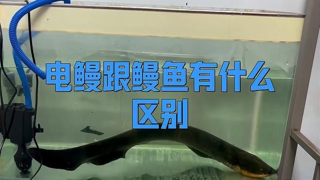 電鰻和鰻魚有什么區別【電鰻與鰻魚有什么區別三分情報電鰻與鰻魚有什么區別】 電鰻和鰻魚有什么區別【電鰻與鰻魚有什么區別三分情報電鰻與鰻魚有什么區別】 龍魚論壇 第3張