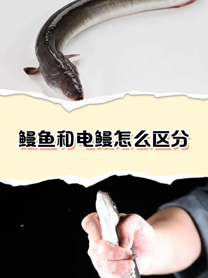 電鰻和鰻魚有什么區別【電鰻與鰻魚有什么區別三分情報電鰻與鰻魚有什么區別】 龍魚論壇 第5張 電鰻和鰻魚有什么區別【電鰻與鰻魚有什么區別三分情報電鰻與鰻魚有什么區別】 電鰻和鰻魚有什么區別【電鰻與鰻魚有什么區別三分情報電鰻與鰻魚有什么區別】 龍魚論壇 第5張
