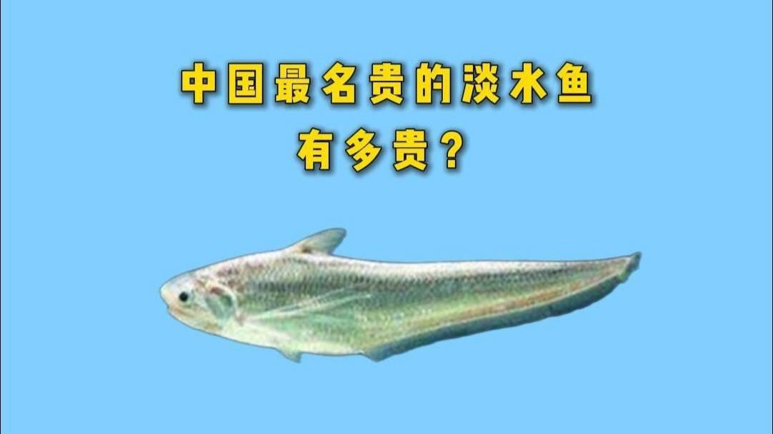 鯉魚中最貴的品種【中國最名貴的10種淡水魚有多貴】