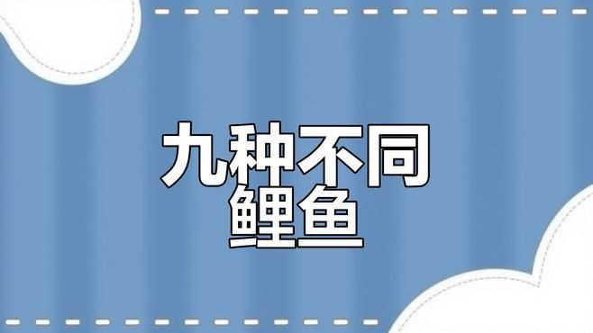 鯉魚中最貴的品種【中國最名貴的10種淡水魚有多貴】
