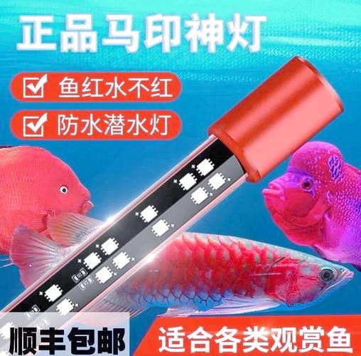 馬印神燈真假鑒別圖解【馬印神燈真偽鑒別】 馬印神燈真假鑒別圖解【馬印神燈真偽鑒別】 龍魚百科 第15張