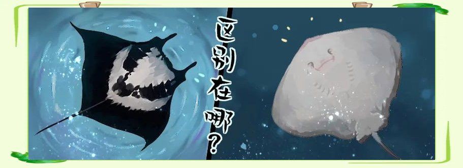 魔鬼魚(yú)鰩魚(yú)蝠鲼的區(qū)別【蝠鲼、鰩魚(yú)、鰩魚(yú)的區(qū)別】