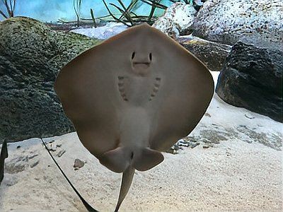 魔鬼魚(yú)鰩魚(yú)蝠鲼的區(qū)別【蝠鲼、鰩魚(yú)、鰩魚(yú)的區(qū)別】