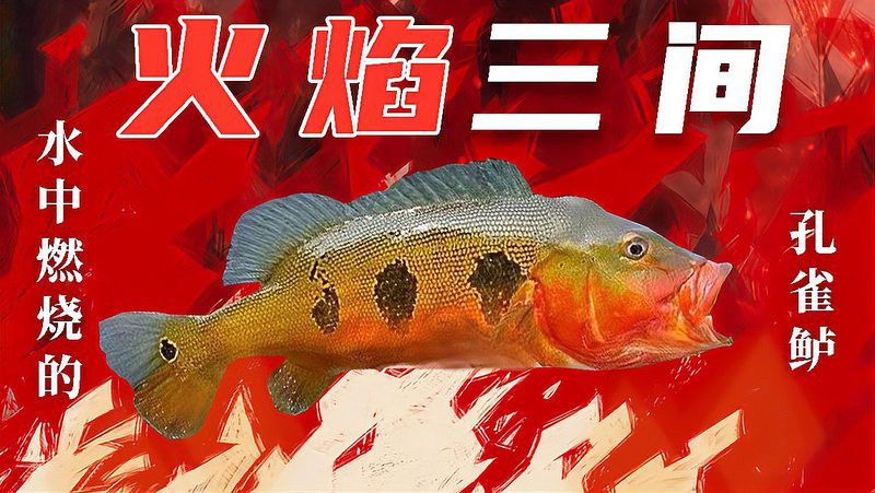 三間魚圖片大全【三間鼠魚（botiamacracanthamacracantha）】 三間魚圖片大全【三間鼠魚（botiamacracanthamacracantha）】 龍魚論壇 第3張