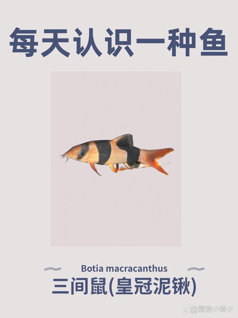 三間魚圖片大全【三間鼠魚（botiamacracanthamacracantha）】 三間魚圖片大全【三間鼠魚（botiamacracanthamacracantha）】 龍魚論壇 第4張