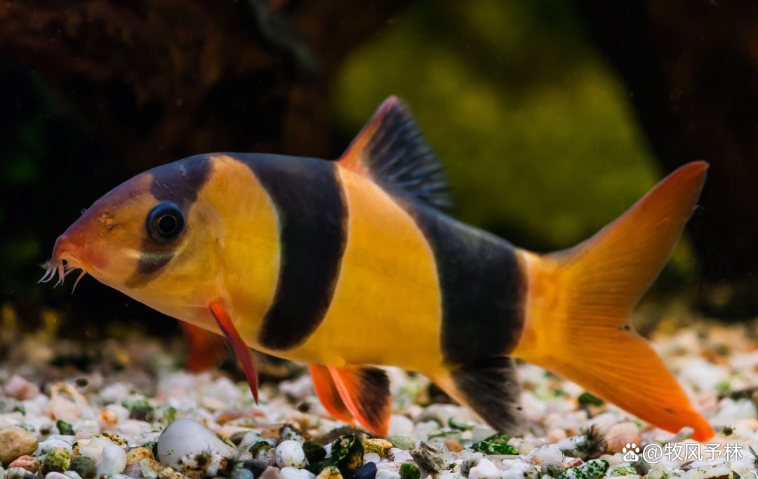 三間魚圖片大全【三間鼠魚（botiamacracanthamacracantha）】 三間魚圖片大全【三間鼠魚（botiamacracanthamacracantha）】 龍魚論壇 第2張