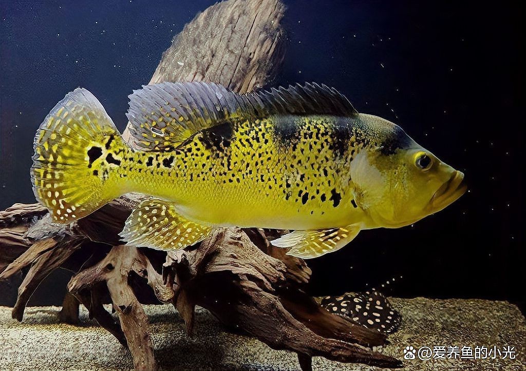 三間魚圖片大全【三間鼠魚（botiamacracanthamacracantha）】 三間魚圖片大全【三間鼠魚（botiamacracanthamacracantha）】 龍魚論壇 第1張