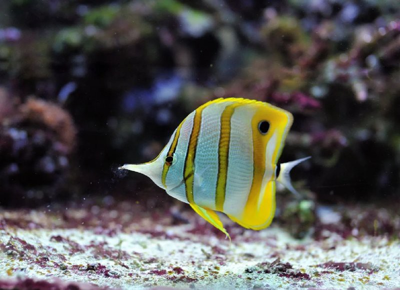 三間魚圖片大全【三間鼠魚（botiamacracanthamacracantha）】 三間魚圖片大全【三間鼠魚（botiamacracanthamacracantha）】 龍魚論壇 第7張