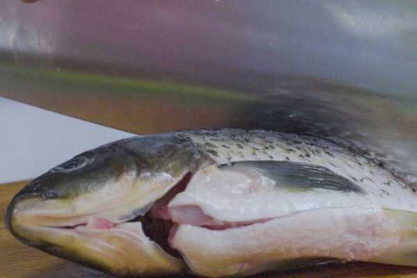 9條魚死了一條剩下8條魚好嗎【9條魚死了一條剩下8條好嗎？】