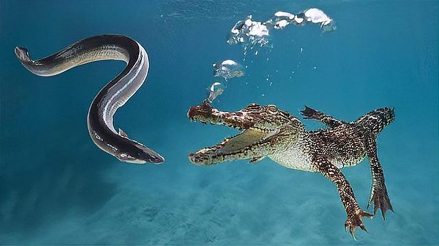 電鰻能電死鯊魚嗎【探秘自然與科技，電鰻突然攻擊鯊魚，本以為會是一場大戰】