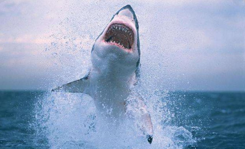 電鰻能電死鯊魚嗎【探秘自然與科技，電鰻突然攻擊鯊魚，本以為會是一場大戰】