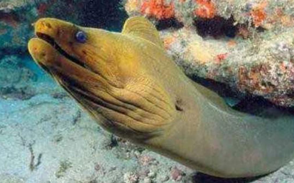 電鰻能電死鯊魚嗎【探秘自然與科技，電鰻突然攻擊鯊魚，本以為會是一場大戰】