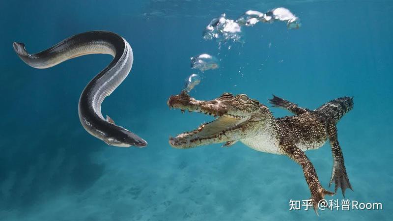 電鰻能電死鯊魚嗎【探秘自然與科技，電鰻突然攻擊鯊魚，本以為會是一場大戰】