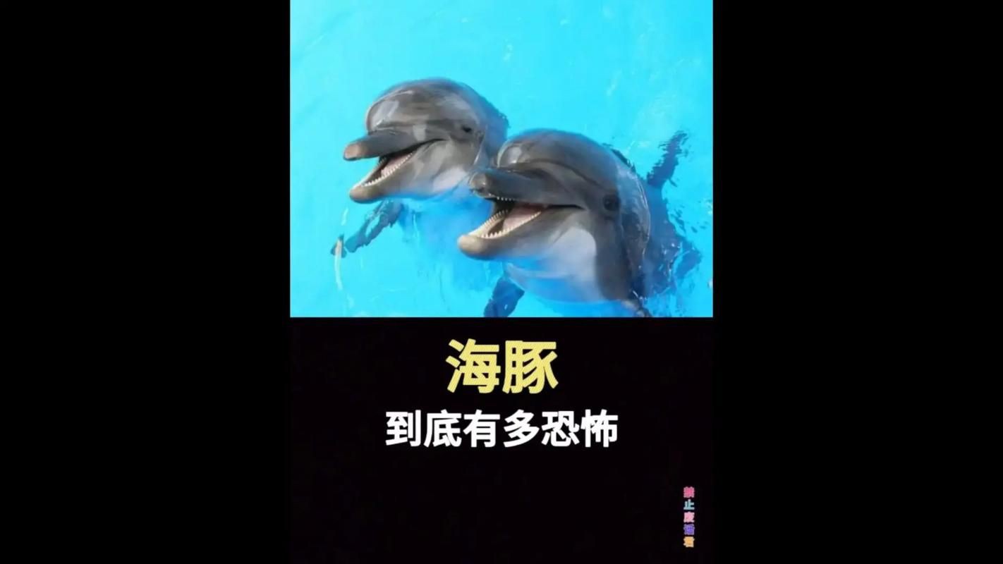 海豚和鯊魚圖片【為什么很少看到鯊魚吃海豚并不是它不想吃，而是不敢吃】