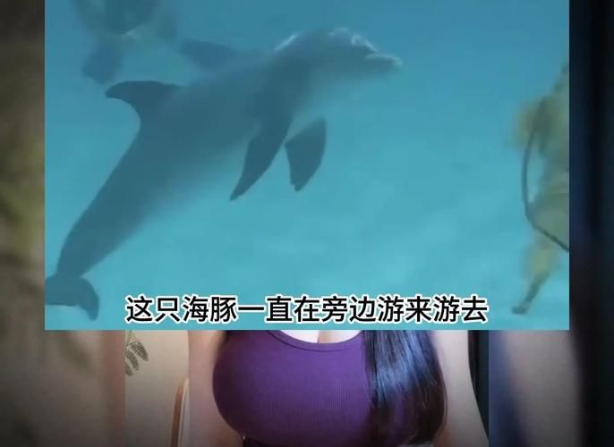 海豚和鯊魚圖片【為什么很少看到鯊魚吃海豚并不是它不想吃，而是不敢吃】