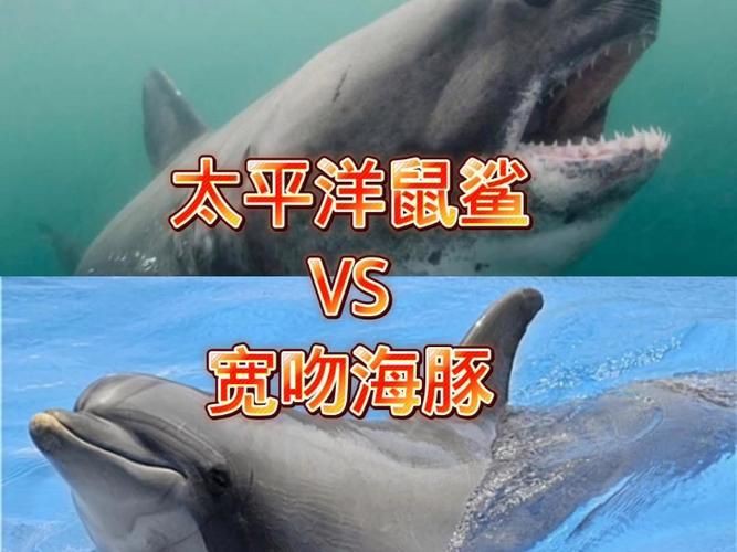 海豚和鯊魚圖片【為什么很少看到鯊魚吃海豚并不是它不想吃，而是不敢吃】