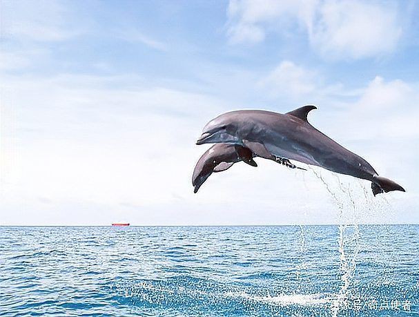 海豚和鯊魚圖片【為什么很少看到鯊魚吃海豚并不是它不想吃，而是不敢吃】
