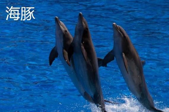 海豚和鯊魚圖片【為什么很少看到鯊魚吃海豚并不是它不想吃，而是不敢吃】