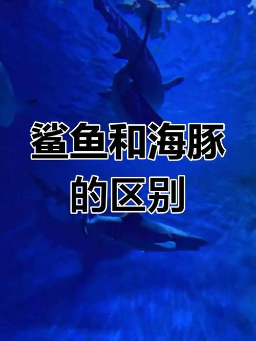 海豚和鯊魚圖片【為什么很少看到鯊魚吃海豚并不是它不想吃，而是不敢吃】