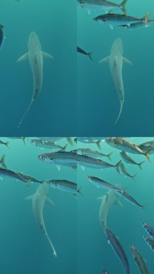 海豚和鯊魚圖片【為什么很少看到鯊魚吃海豚并不是它不想吃，而是不敢吃】