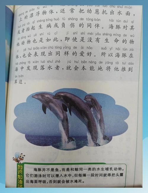 海豚和鯊魚圖片【為什么很少看到鯊魚吃海豚并不是它不想吃，而是不敢吃】