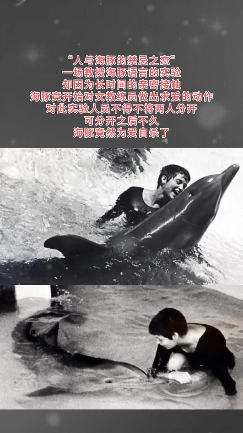 海豚和鯊魚圖片【為什么很少看到鯊魚吃海豚并不是它不想吃，而是不敢吃】