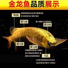 60公分的金龍魚多少錢一條【60公分金龍魚多少錢一條】 60公分的金龍魚多少錢一條【60公分金龍魚多少錢一條】 龍魚論壇 第5張
