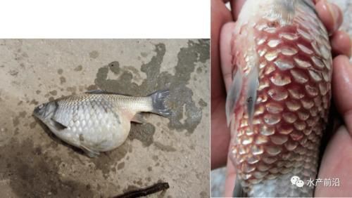 提供幾張魚立鱗病的嚴重圖片【寵大仙兒,龍魚要“爆炸”了!看得起雞皮疙瘩——松鱗病這么可怕!】