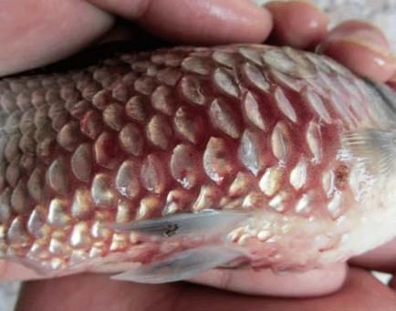 提供幾張魚立鱗病的嚴重圖片【寵大仙兒,龍魚要“爆炸”了!看得起雞皮疙瘩——松鱗病這么可怕!】