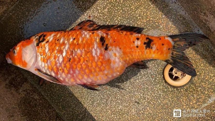 提供幾張魚立鱗病的嚴重圖片【寵大仙兒,龍魚要“爆炸”了!看得起雞皮疙瘩——松鱗病這么可怕!】