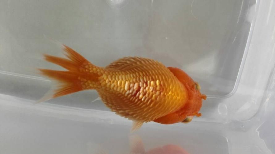 提供幾張魚立鱗病的嚴重圖片【寵大仙兒,龍魚要“爆炸”了!看得起雞皮疙瘩——松鱗病這么可怕!】