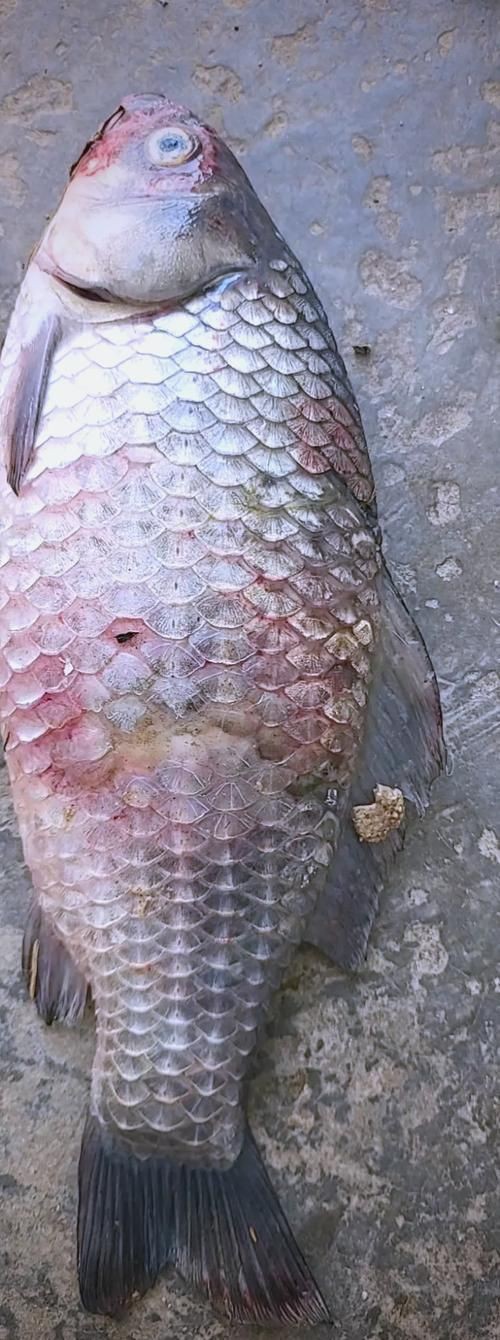 提供幾張魚立鱗病的嚴重圖片【寵大仙兒,龍魚要“爆炸”了!看得起雞皮疙瘩——松鱗病這么可怕!】