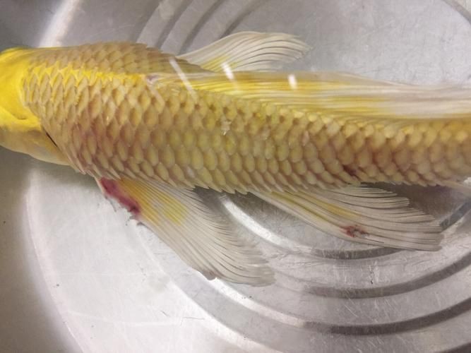 提供幾張魚立鱗病的嚴重圖片【寵大仙兒,龍魚要“爆炸”了!看得起雞皮疙瘩——松鱗病這么可怕!】