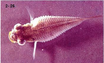 提供幾張魚立鱗病的嚴重圖片【寵大仙兒,龍魚要“爆炸”了!看得起雞皮疙瘩——松鱗病這么可怕!】