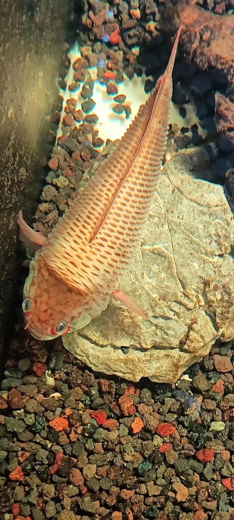 提供幾張魚立鱗病的嚴重圖片【寵大仙兒,龍魚要“爆炸”了!看得起雞皮疙瘩——松鱗病這么可怕!】