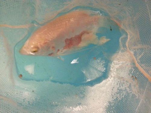 提供幾張魚立鱗病的嚴重圖片【寵大仙兒,龍魚要“爆炸”了!看得起雞皮疙瘩——松鱗病這么可怕!】