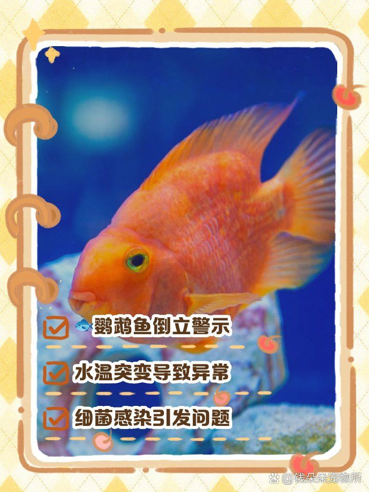 魚頭朝下尾巴朝上怎么治【魚頭朝下尾巴朝下尾巴朝下尾巴朝上的異常狀況可能導致失鰾】