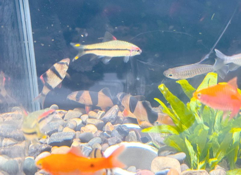 三間鼠魚最忌三種水【《三間鼠魚最忌三種水》】 三間鼠魚最忌三種水【《三間鼠魚最忌三種水》】 龍魚論壇 第2張