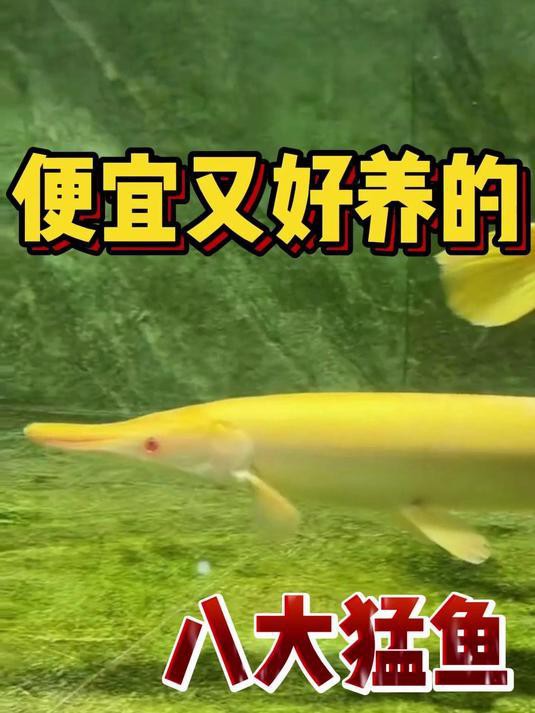 市場上什么魚最便宜【2025年夏季水產(chǎn)市場價格行情分析】