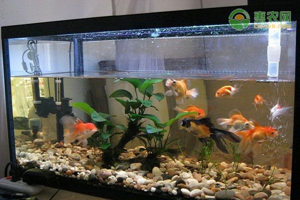 如何自制魚缸水質調節劑：自制魚缸水質調節劑的保存方法