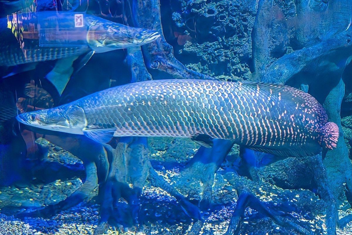 巨骨舌魚多少元一只【巨骨舌魚價(jià)格差異極大網(wǎng)友:這么容易死的嗎】 巨骨舌魚多少元一只【巨骨舌魚價(jià)格差異極大網(wǎng)友:這么容易死的嗎】 龍魚百科 第3張