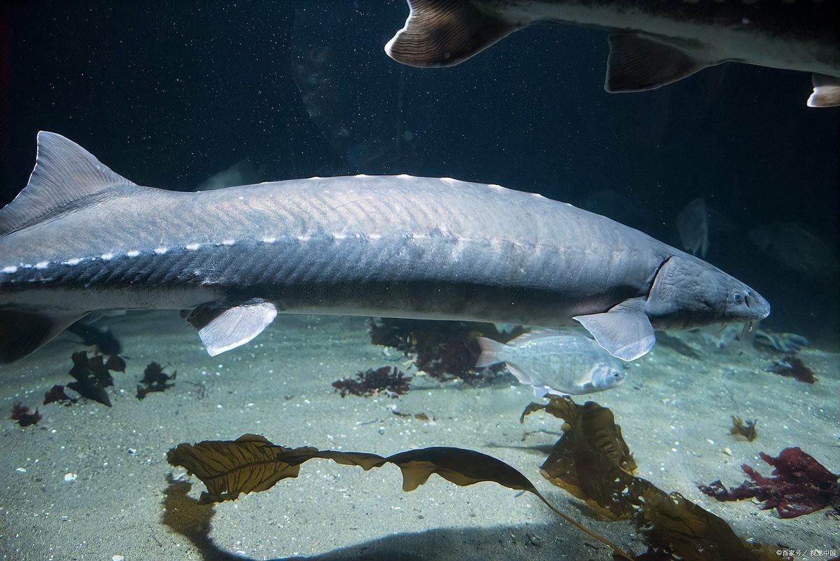 巨骨舌魚多少元一只【巨骨舌魚價(jià)格差異極大網(wǎng)友:這么容易死的嗎】 巨骨舌魚多少元一只【巨骨舌魚價(jià)格差異極大網(wǎng)友:這么容易死的嗎】 龍魚百科 第5張